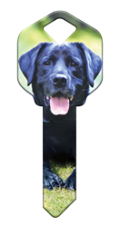 HK59 - Labrador Retriever house, happy, key, labrador, retriever, dog, puppy, kw1, kw10, sc1, wr5